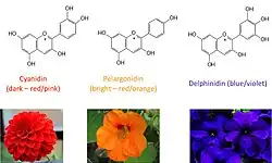 Anthocyanins are a class of polyphenol that contributes to the color of many plants.