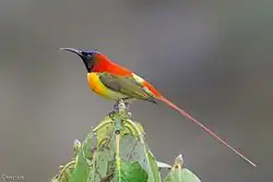 sunbird with greenish-brown wings, orange-and-yellow underparts, blackish face, reddish back, yellow rump, and long orange tail