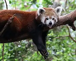 Red panda (Ailurus fulgens)