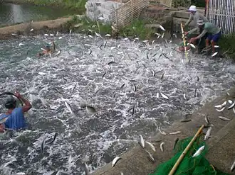 Many fish jumping from an isolated pond to escape a net