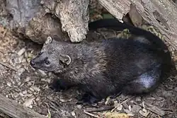 Black and brown mustelid on the ground