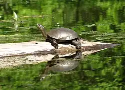 Western pond turtle