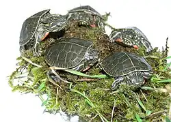 Several baby painted turtles on moss on a light table.