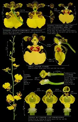 This composite image presents a detailed botanical illustration of the floral anatomy of a typical Oncidium orchid, commonly known as the Dancing-Lady Orchid. It provides a comprehensive morphological study, ranging from the multi-flowered inflorescence to the individual floral components. The image displays the complete flower from multiple angles, alongside a meticulous dissection that separates the perianth into its outer whorl (sepals) and inner whorl (petals and the prominent labellum). Central to the illustration is the reproductive structure—the column—with detailed close-ups revealing its components: the anther cap, the pollinia, and the viscidium. This visual guide serves as an educational tool for botanical study and for understanding the complex pollination biology of the Orchidaceae family.