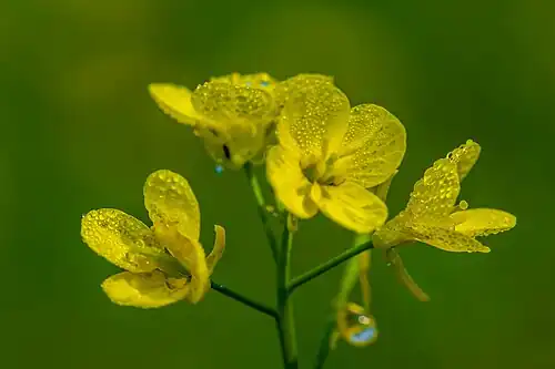 Flower close-up