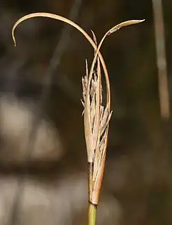 Flowering heads