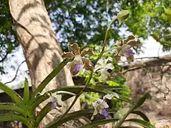 Flowers in full bloom