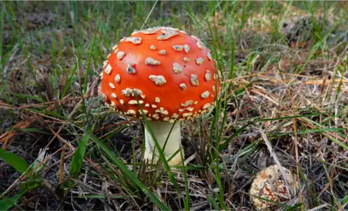 The very-recognizable fly agaric