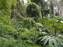Plant proliferation in the jungle garden