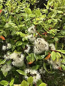 Bright green foliage, and a few clusters of white-coloured flowers of a cultivated Bartlett's rātā individual.