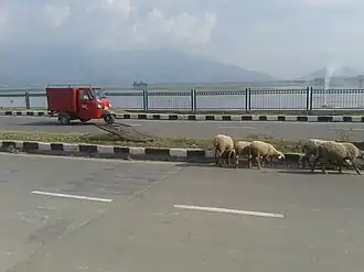 Foreshore Road on the banks of Dal Lake 2014-08-23 11-00.jpg