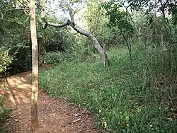 Part of the forest trail