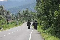 Forest rangers patrol on elephants in the Trumon Corridor area