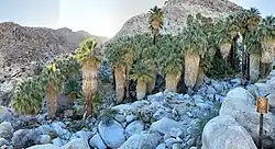 Fan Palms of Fortynine Palms Oasis