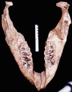 Lower jaw with worn molars