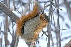 Brown and gray squirrel