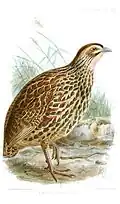 Nominate subspecies illustrated by Keulemans