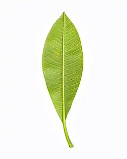 Frangipani rust (caused by the fungus Coleosporium plumeriae)