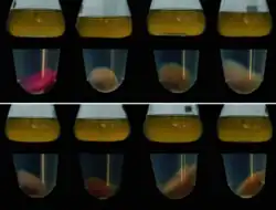 Polynucleobacter sphagniphilus