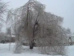 A weeping willow tree damaged by an ice storm