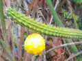 Closeup of cacti fruit.