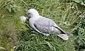 Northern fulmar (Fulmarus glacialis) at Handa Island