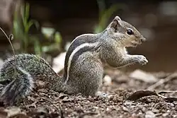 Gray and white squirrel