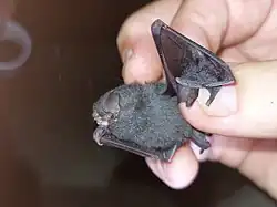 Gray bat held by fingers