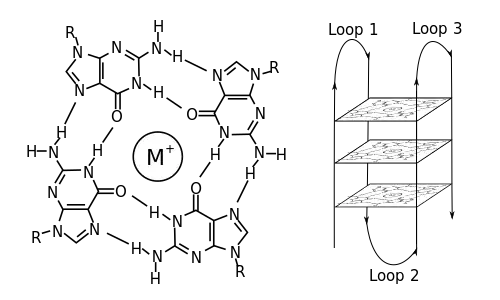 A G-quadruplex