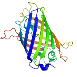 A ribbon diagram of green fluorescent protein resembling barrel structure.