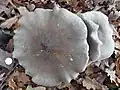 Clouded funnel, Clitocybe nebularis, large specimen