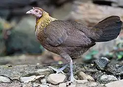 Drab female walking on stones