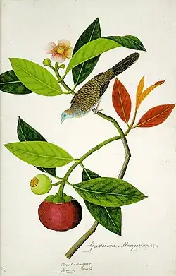 Garcinia Mangostana; Booah Mangies; Boorong Merbo (William Farquhar Collection, 1819–1823)