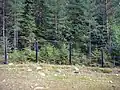 Old electric border fence (C-175 "Gardina") on the former Soviet side.