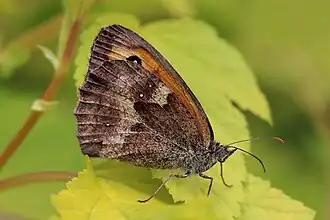 Male underside six spots on hind wing