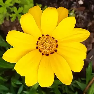 Gazania rigens var. rigens. Yellow flowerhead, with dark markings near the bases of the ray florets (petals)