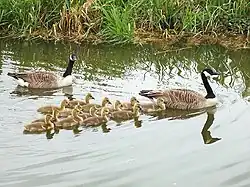 Geese and goslings on an English canal, showing formation