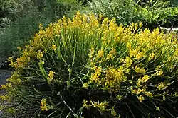 Broom-like habit
