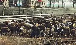 Postcard image of peanut-fed hogs
