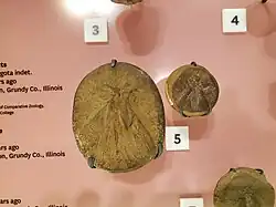 Gerarus sp and indeterminate pterygote insect fossils