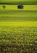 Green farmland around Stamberger See