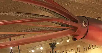 #42 (24/9/1877), One of Ward's six original Catalina-inspired models is still extant at the Milwaukee Public Museum. Dating from 1898, it was purchased the following year after a protracted sale. The model was refurbished towards the end of the 20th century; taxidermist and artist Wendy Christensen-Senk repainted it a "more passionate reddish maroon" from its previous "battleship gray".