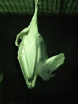 Ghost bat in the Nocturnal House