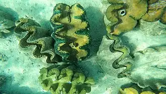 Underwater close-up shot of giant clams in Silaki Island