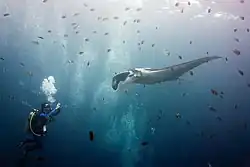 Manta and scuba diver