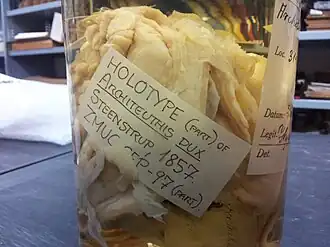 #14 (5/11/1855), Closeup of one of the jars containing the Architeuthis dux type material (see alternative view)