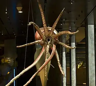 A plastified giant squid, nine meters long, in the Gallery of Evolution