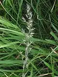 bunched panicle