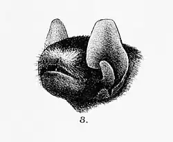 Drawing of bat head