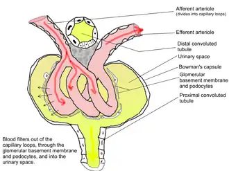 Looped capillaries of glomerulus between the arterioles